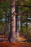 Two Big Ol' Pines_14934